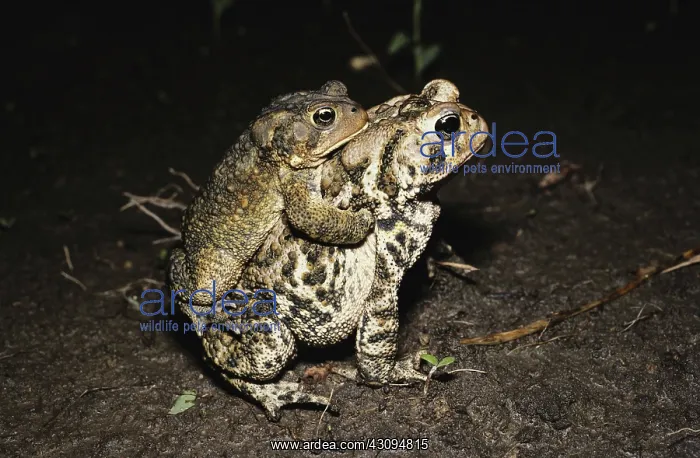  : Dwarf American Toads
