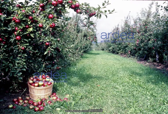 : Dwarf Apple trees, Niagara Escarpment : Dwarf Apple trees, Niagara Escarpment
