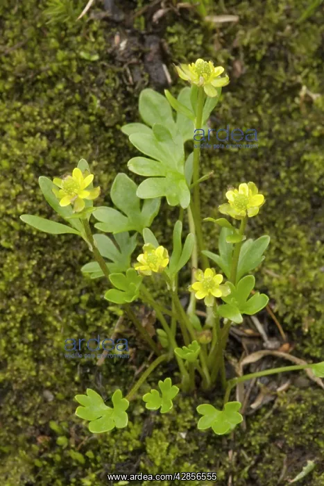 : A dwarf arctic buttercup : A dwarf arctic buttercup