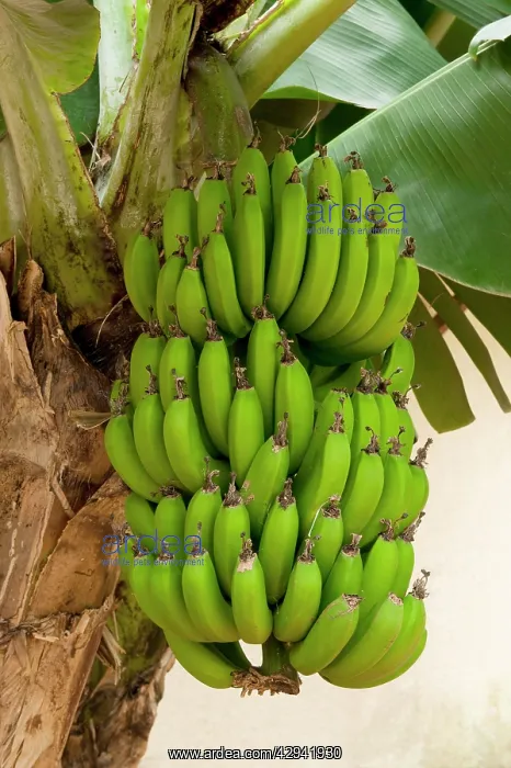 : Dwarf Banana : Dwarf Banana