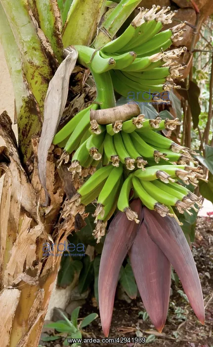 : Dwarf Banana : Dwarf Banana