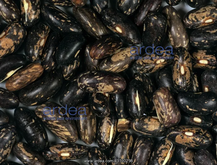 : Dwarf bean (Phaseolus vulgaris) seeds : Dwarf bean (Phaseolus vulgaris) seeds