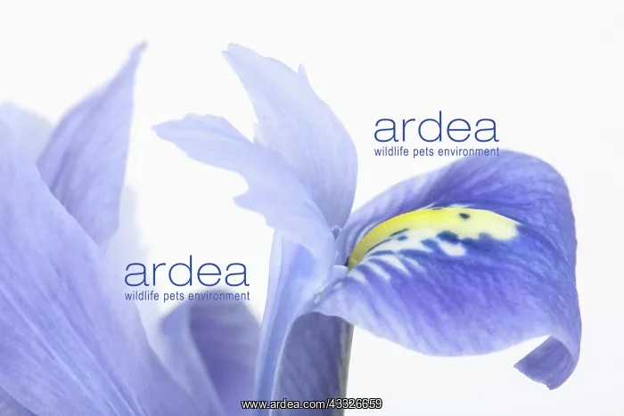 : Dwarf Beardless Iris : Dwarf Beardless Iris