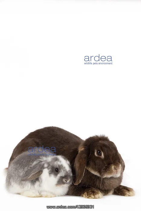  : Dwarf Belier Rabbit