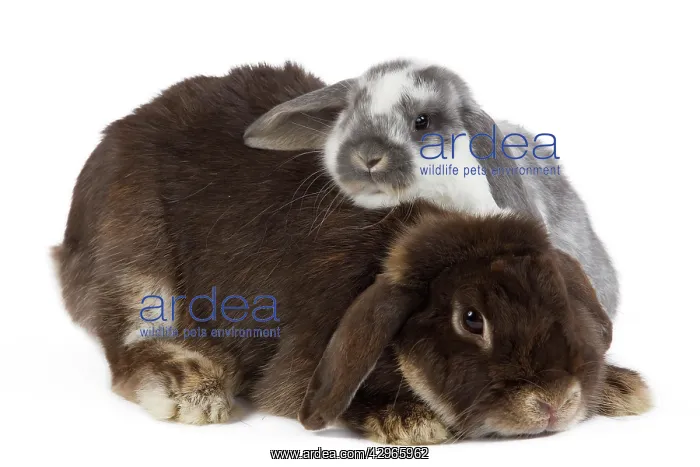  : Dwarf Belier Rabbit
