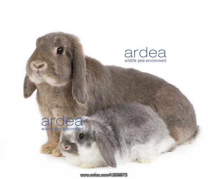  : Dwarf Belier Rabbit