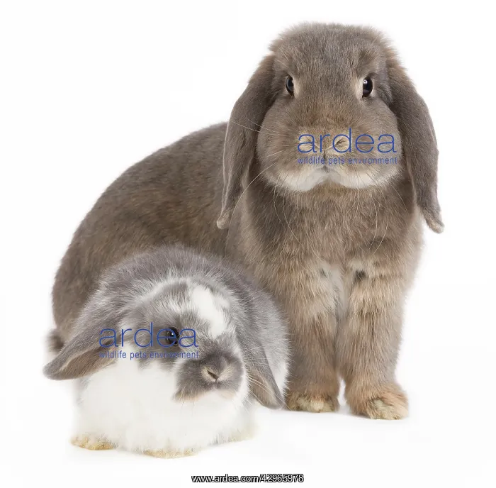  : Dwarf Belier Rabbit