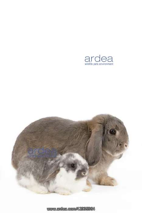  : Dwarf Belier Rabbit
