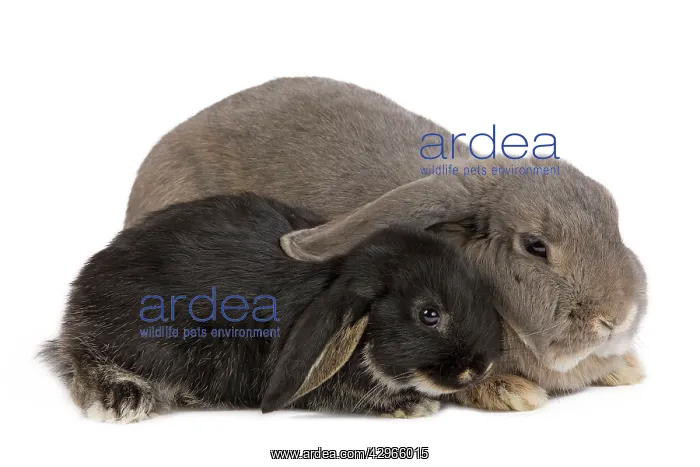 : Dwarf Belier Rabbit
