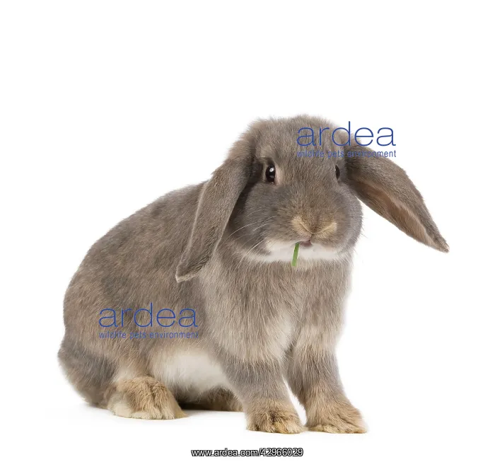  : Dwarf Belier Rabbit