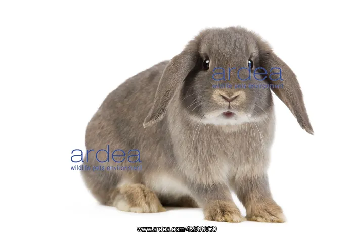  : Dwarf Belier Rabbit