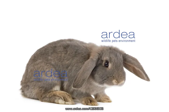  : Dwarf Belier Rabbit