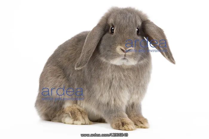  : Dwarf Belier Rabbit