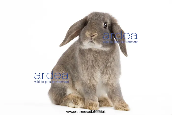  : Dwarf Belier Rabbit