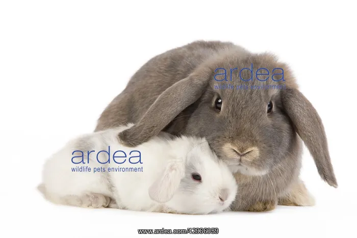 : Dwarf Belier Rabbit