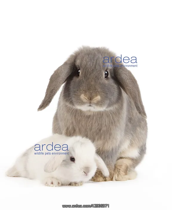  : Dwarf Belier Rabbit