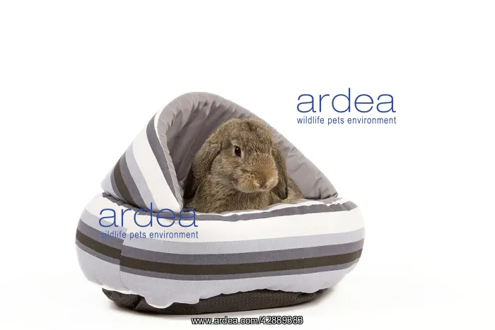  : Dwarf Belier Rabbit - in bed