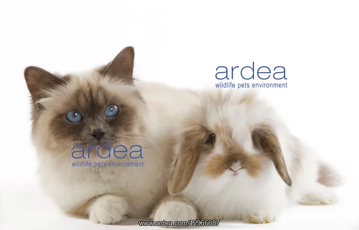  : Dwarf Belier Rabbit with Birman Cat