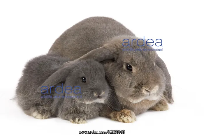  : Dwarf Belier Rabbits