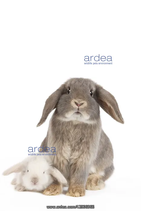  : Dwarf Belier Rabbits