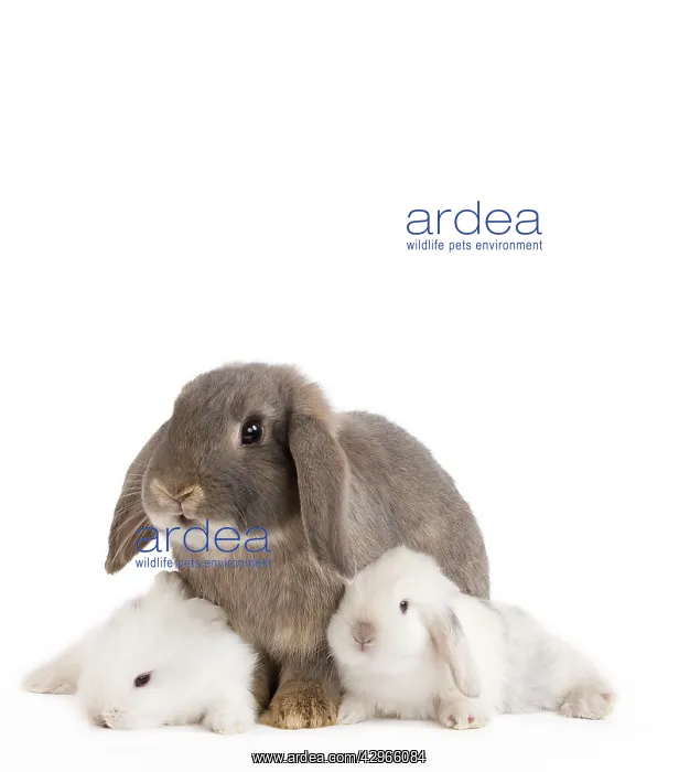  : Dwarf Belier Rabbits