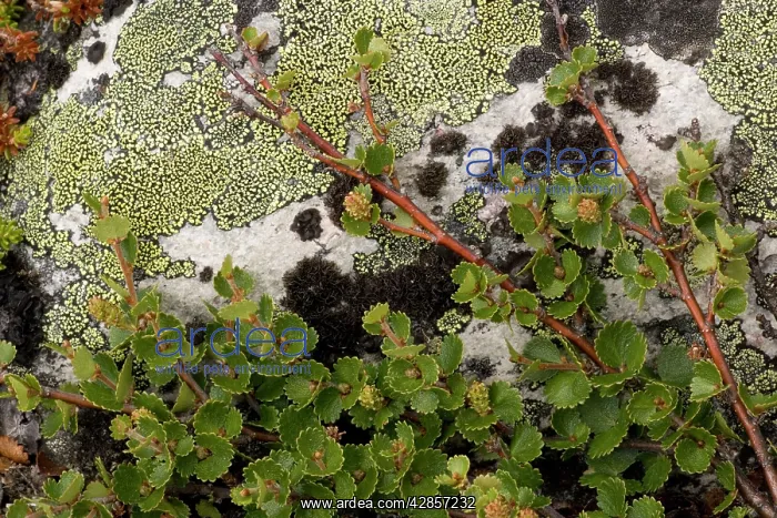 : Dwarf birch : Dwarf birch