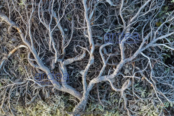  : Dwarf Birch - dead plant growing on stony ground - Sweden