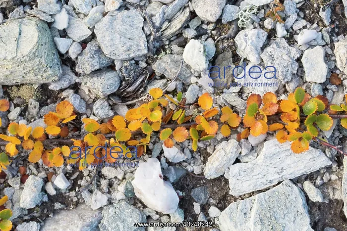 : Dwarf Birch - plant in autumn colours growing on : Dwarf Birch - plant in autumn colours growing on