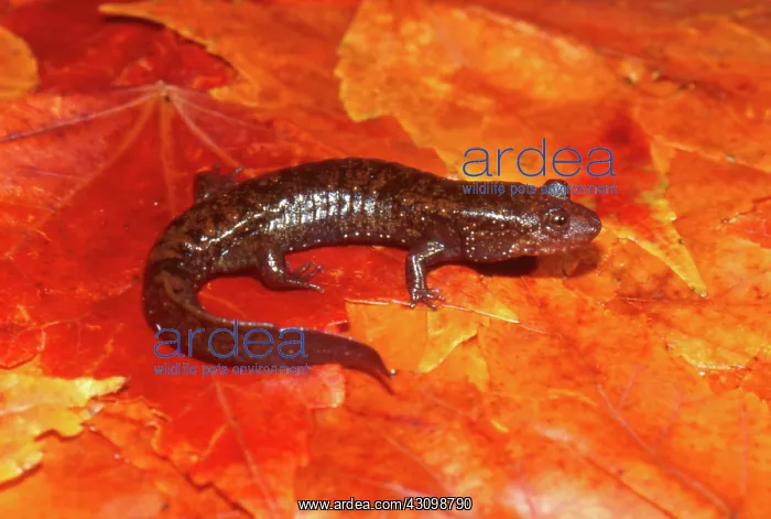  : Dwarf Blackbelly Salamander