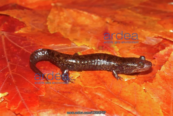  : Dwarf Blackbelly Salamander