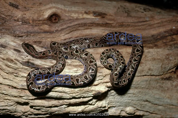 : Dwarf or Bromeliad Boa : Dwarf or Bromeliad Boa