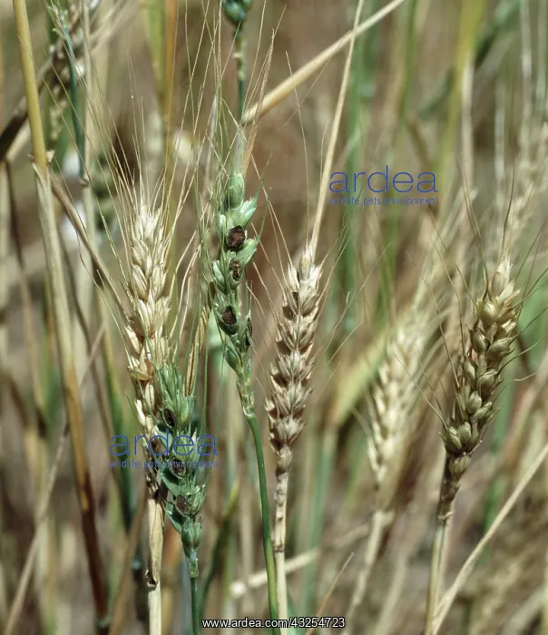: Dwarf bunt on Durum wheat : Dwarf bunt on Durum wheat
