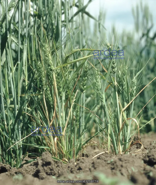 : Dwarf bunt stunts wheat : Dwarf bunt stunts wheat