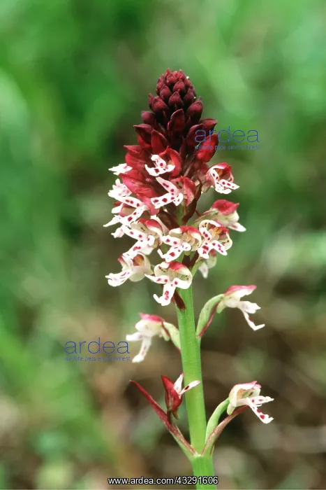: Dwarf / burnt / burnt-tip ORCHID : Dwarf / burnt / burnt-tip ORCHID