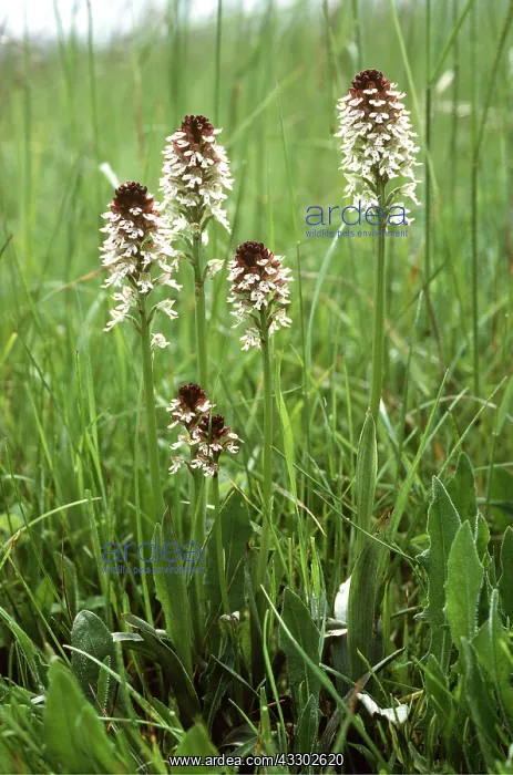 : Dwarf / burnt / burnt-tip ORCHID : Dwarf / burnt / burnt-tip ORCHID