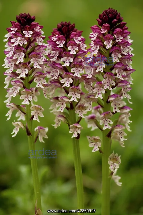 : Dwarf or Burnt Orchid : Dwarf or Burnt Orchid