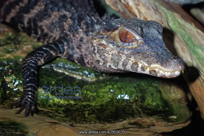 : Dwarf Caiman : Dwarf Caiman