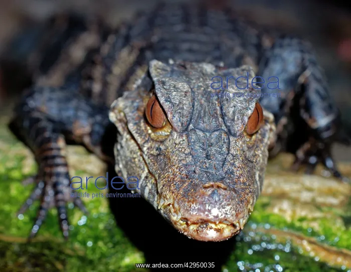 : Dwarf Caiman : Dwarf Caiman