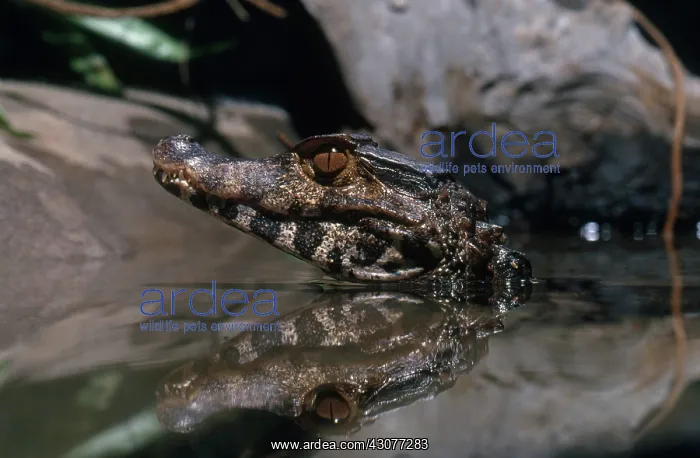 : Dwarf Caiman : Dwarf Caiman