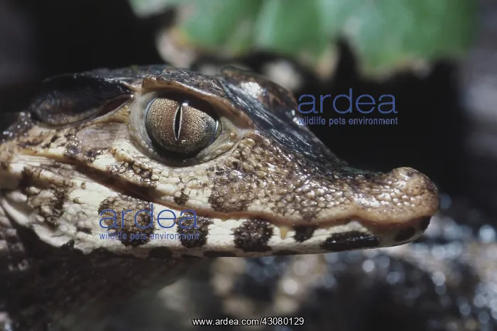 : Dwarf Caiman : Dwarf Caiman