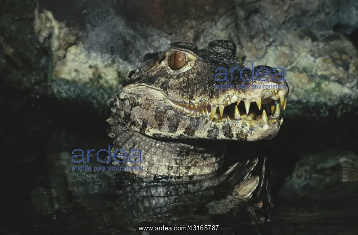 : Dwarf Caiman : Dwarf Caiman