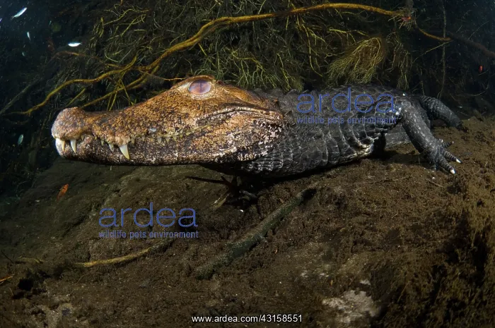 : Dwarf Caiman Underwater : Dwarf Caiman Underwater