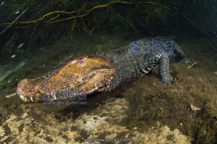 : Dwarf Caiman Underwater : Dwarf Caiman Underwater