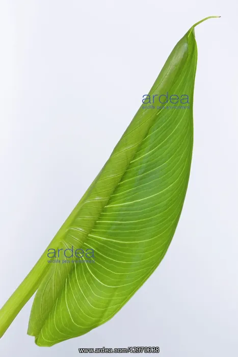 : Dwarf Calla Lily - unfolding leaf : Dwarf Calla Lily - unfolding leaf