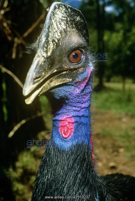 : DWARF CASSOWARY : DWARF CASSOWARY