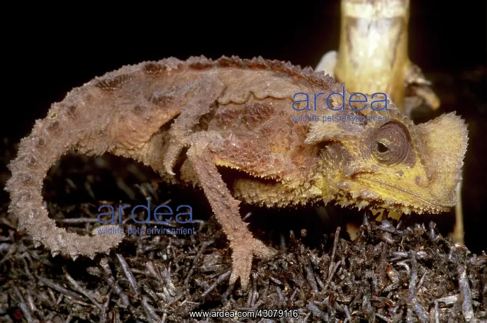 : Dwarf Chameleon : Dwarf Chameleon