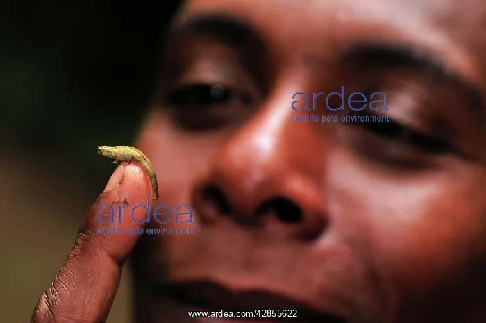 : Dwarf Chameleon / Pygmy Leaf Chameleon : Dwarf Chameleon / Pygmy Leaf Chameleon