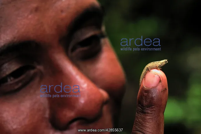 : Dwarf Chameleon / Pygmy Leaf Chameleon : Dwarf Chameleon / Pygmy Leaf Chameleon