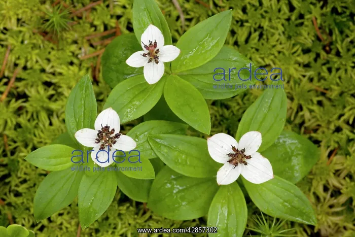 : Dwarf cornel : Dwarf cornel