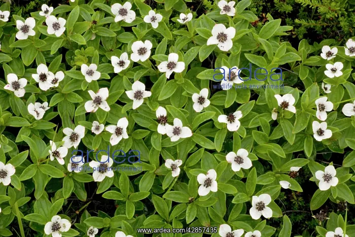 : Dwarf cornel : Dwarf cornel